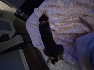 Jackson Faulkner's profile