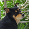 KRISH 13483's profile