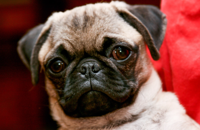 Nicho Deguire's profile