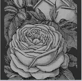 Silver Nation™'s banner